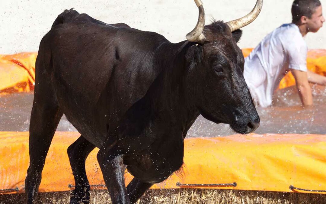 Toro Schwimmbad Grau du Roi