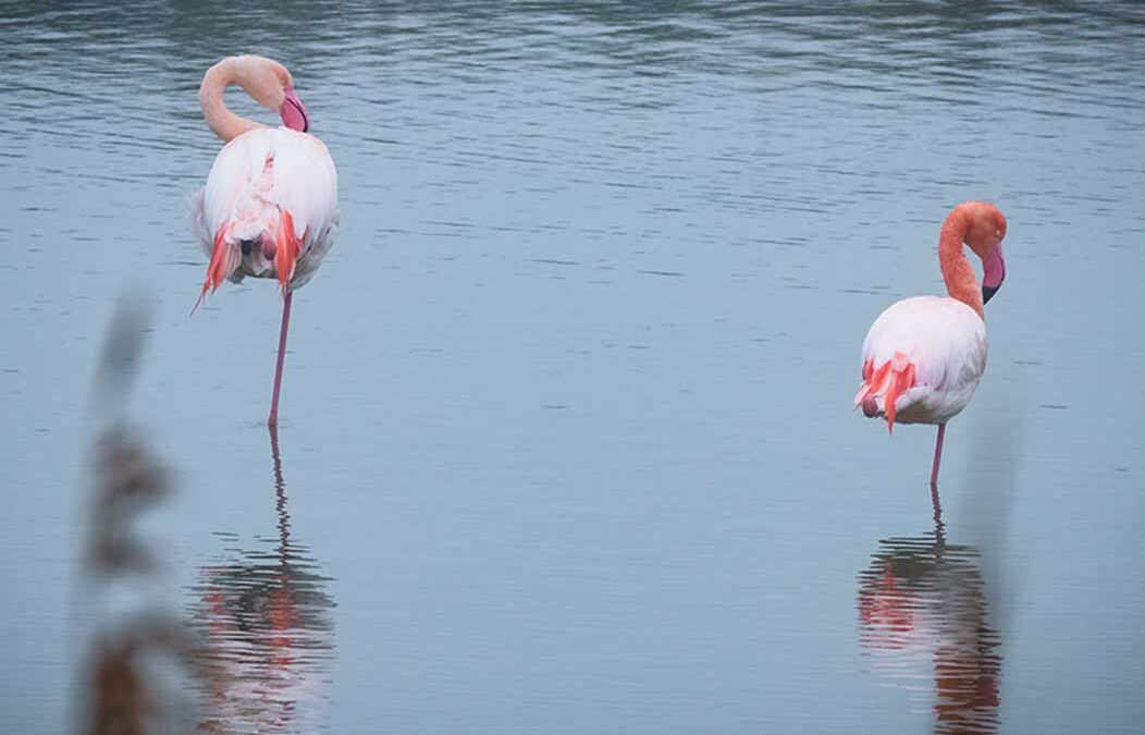 Vogelpark Pont de Gau