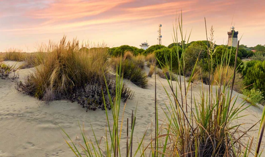 Espiguette beach