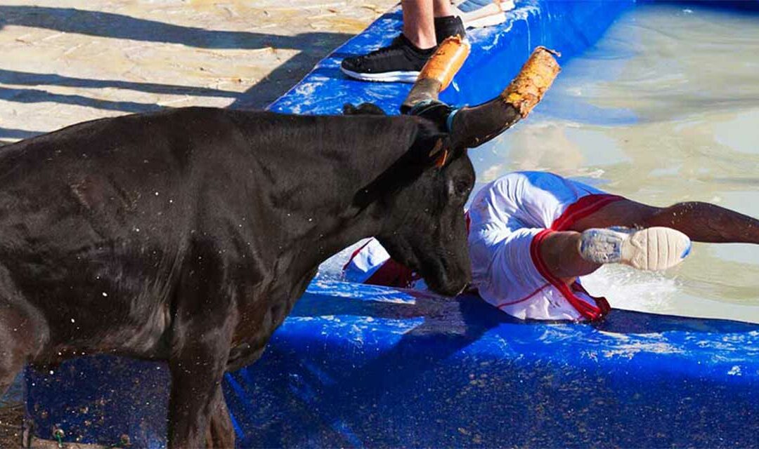 Toro Piscine